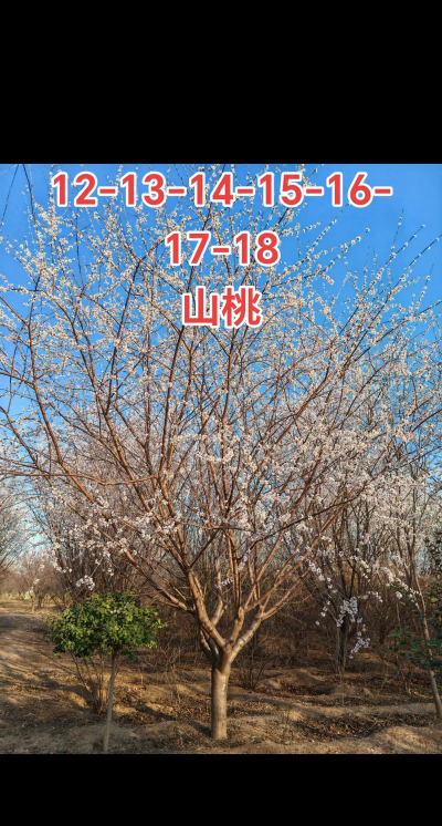 山桃只能种爱情树吗