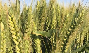 小众送妈妈的花有哪些花