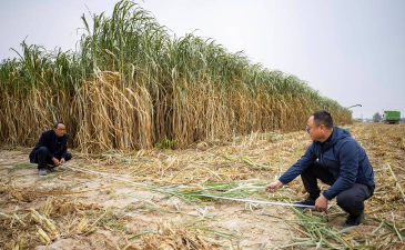 小众送妈妈的花有哪些花