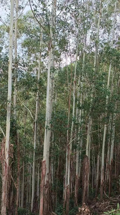 小众送妈妈的花有哪些花