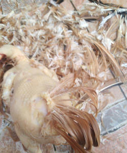 小众送妈妈的花有哪些花