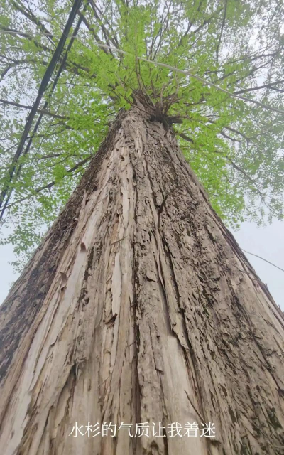 水杉是什么植物
