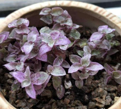 小众送妈妈的花有哪些花