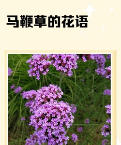 马鞭草花语