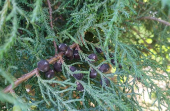 小众送妈妈的花有哪些花