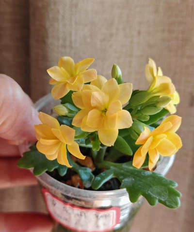 小众送妈妈的花有哪些花