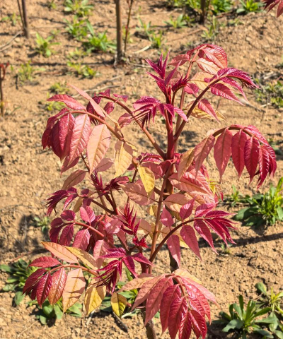 小众送妈妈的花有哪些花