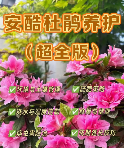 安酷杜鹃的养殖方法和注意事项