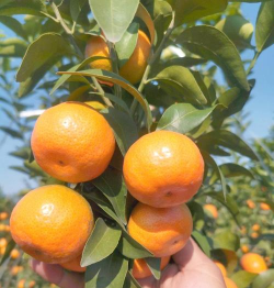 目前最高端的柑桔品种