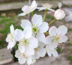 小众送妈妈的花有哪些花