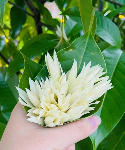 小众送妈妈的花有哪些花