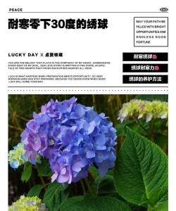 小众送妈妈的花有哪些花