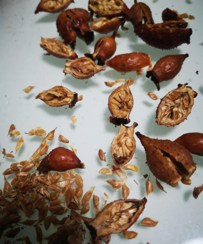 小众送妈妈的花有哪些花