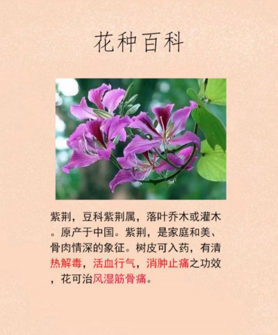 紫荆花有哪些名称呢