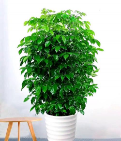 小众送妈妈的花有哪些花