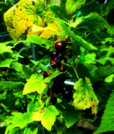 小众送妈妈的花有哪些花