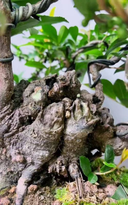 小众送妈妈的花有哪些花