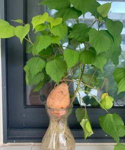 小众送妈妈的花有哪些花