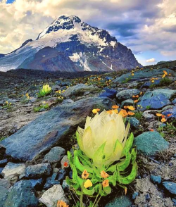 小众送妈妈的花有哪些花