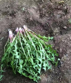 小众送妈妈的花有哪些花