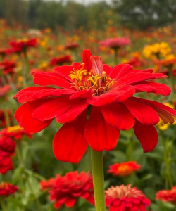 小众送妈妈的花有哪些花