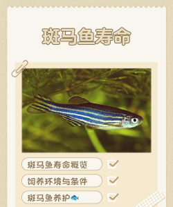 斑马鱼的寿命有多长