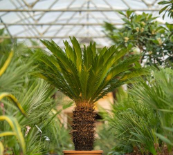 小众送妈妈的花有哪些花