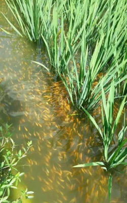 小众送妈妈的花有哪些花