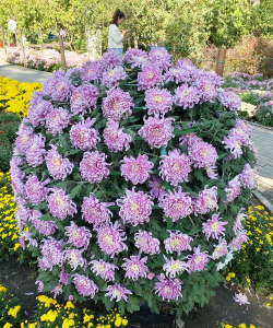 小众送妈妈的花有哪些花