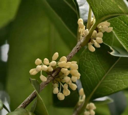 小众送妈妈的花有哪些花