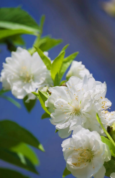 小众送妈妈的花有哪些花
