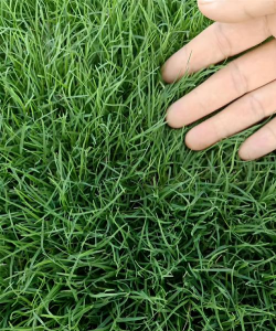 常用的草坪草种