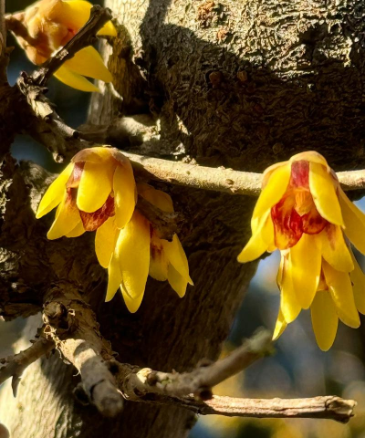 小众送妈妈的花有哪些花
