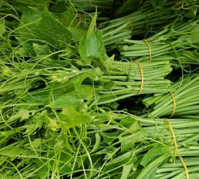 十月份露天种植能种什么菜 十月份露天种植能种什么菜