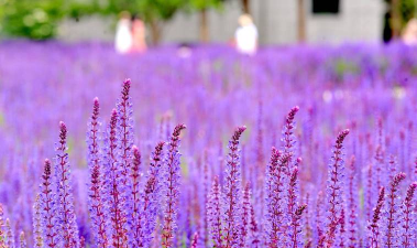 小众送妈妈的花有哪些花