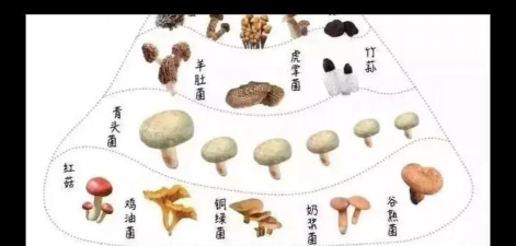 我国食用菌的发展历史