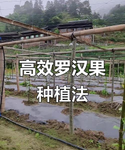 罗汉果种植与管理技术