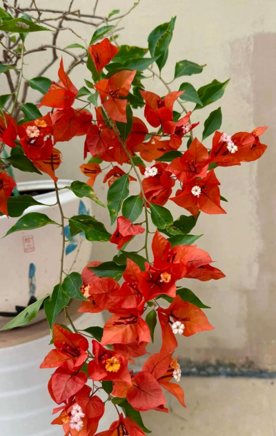 小众送妈妈的花有哪些花