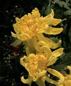 重阳节相关的花有哪些