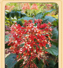 夏秋时候开的花有哪些