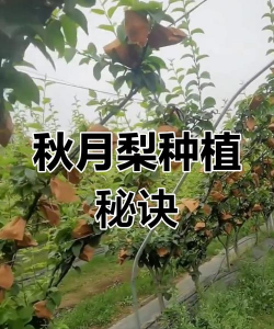 秋月梨一亩地种多少棵