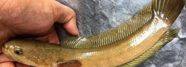 野生七星鱼最大多少斤