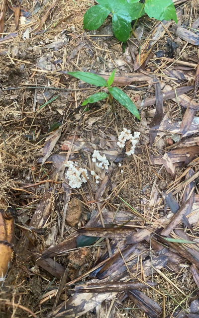 小众送妈妈的花有哪些花