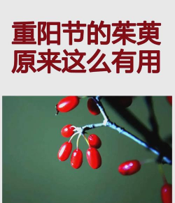 茱萸是什么植物九月九为什么插茱萸?