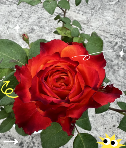 小众送妈妈的花有哪些花