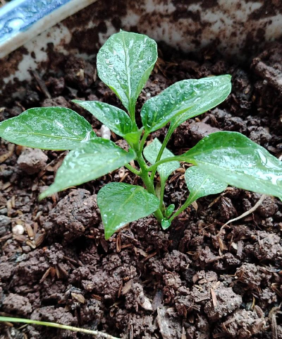 小众送妈妈的花有哪些花