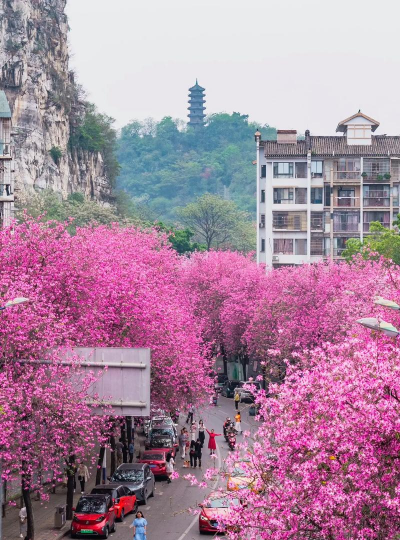 小众送妈妈的花有哪些花