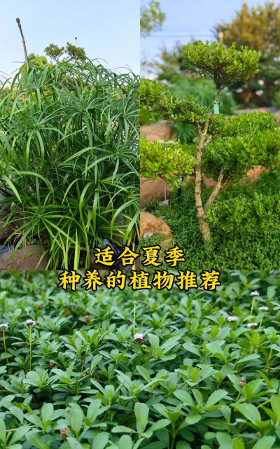 小众送妈妈的花有哪些花