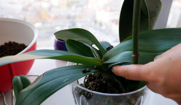 小众送妈妈的花有哪些花