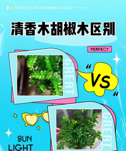 清香木和胡椒木的区别